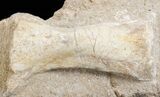 Mosasaurus Phalanx (Paddle Bone) - on Matrix #38524-2